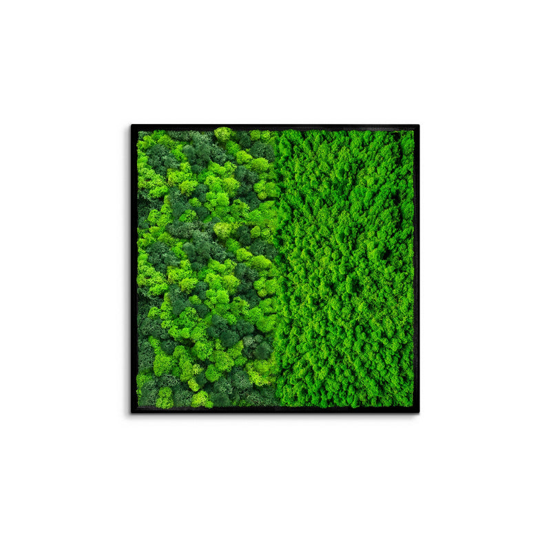 Half Moss Art Square Frame